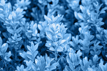 Classic blue background of a grown tender twigs of a bush. Selective focus. Summer day in a fairy glade in trendy color of the year