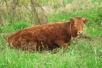 Red-haired cow lying on a lawn chewing grass close-up