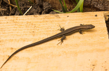 Little lizard sits on a blackboard close-up