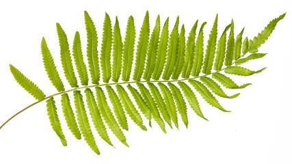 Adiantum caudatum fern green leaves( Tailed maidenhair fern, Walking maidenhair fern)isolated on white background,with clipping path. © ittisak