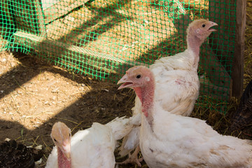 Poultry in the pen close up