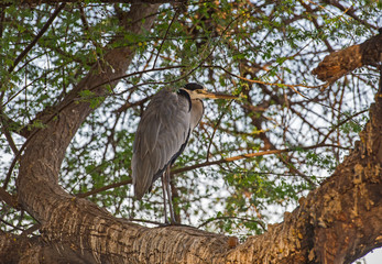 Grey heron stood on branch in tree
