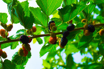 Specially clouded mulberry closeup