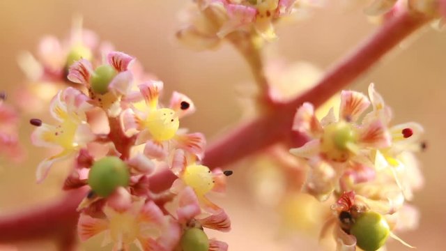 Macro closeup mango flower on branch with tidy fruit at Greenhouse of Miyazaki, Japan