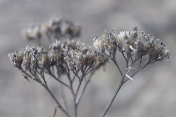 beautiful closeup of dry forest flowers