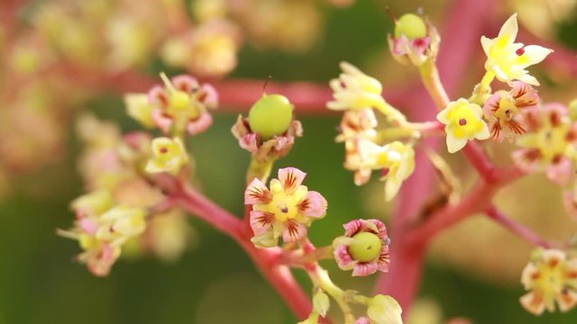 Closeup mango flowers on branch with beautiful nature background
