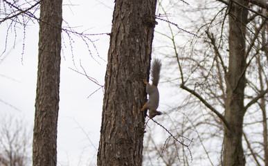 Squirrel on a tree