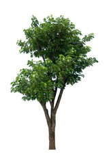 Beautiful fresh green deciduous tree isolated on pure white background for graphic. with clipping path