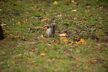 Squirrel in the grass