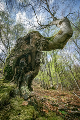 Albero contorto in un bosco della Val Tramontina (Friuli Venezia Giulia).