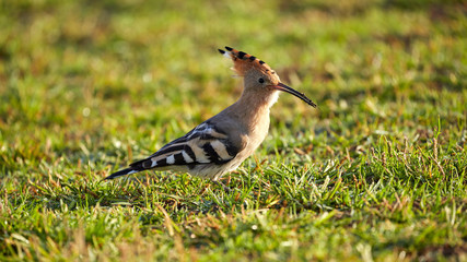 Shot of a beautiful bird in Lisbon Portugal