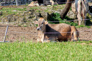 Cows graze on a farm