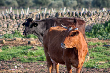 Cows graze on a farm