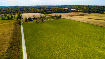 cows in a field