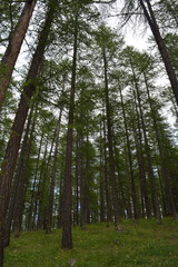 Foret dense de montagne