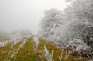 verschneite Winterlandschaft im Nebel