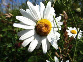 Fototapeta premium white summer daisies blooming in the meadow