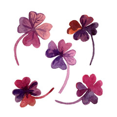 drawing watercolor plant clover purple