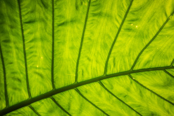 green alocasia odora leaf