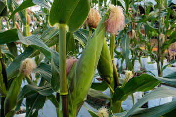 Corn in the Farm
