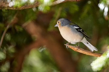 A beautiful chaffinch in Madeira Portugal