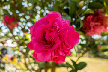 pink camellia flowers