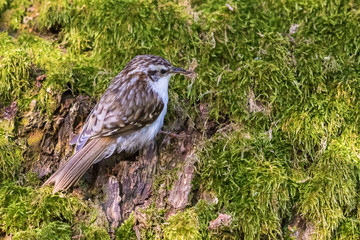 Treecreeper sitting on a mossy tree trunk