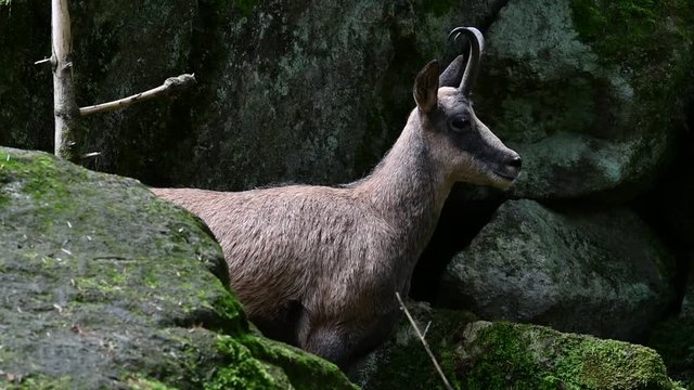 Pyrenean chamois (Rupicapra pyrenaica) standing among rocks on mountain slope in the Pyrenees