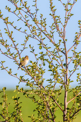 Sedge Warbler on a branch in the tree