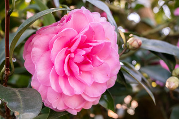 pink camellia flowers