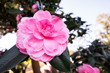 pink camellia flowers