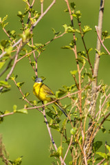 Yellow wagtail sitting on a tree branch in the spring