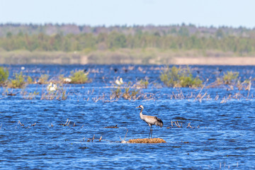Crane standing on its nest in the lake