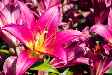 red beauty lily flowers