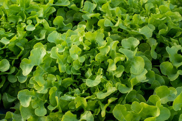 Organic green vegetables in rows on farm ,Thailand.