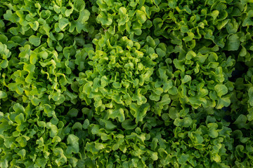 frillice iceberg, vitamin, agriculture, background, closeup, color, diet, eat, farm, farming, food, fresh, freshness, garden, green, green oak, head salad, health, healthy, hydroponic, ingredient, lac