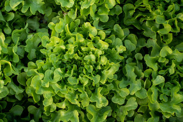 Organic green vegetables in rows on farm ,Thailand.