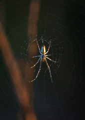 A spider at sunset!