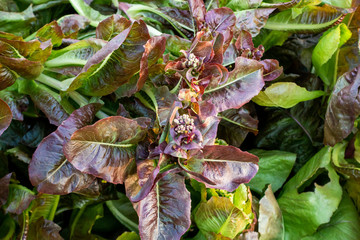 mixed salad in the Farm