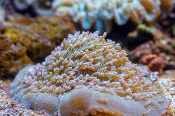 coral