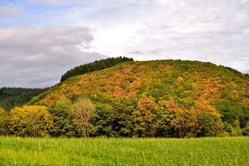 landscape with forest on hill in autumn colors