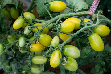 Ripe red and green tomatoes on tomato tree in the thai garden.