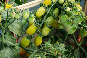 Ripe red and green tomatoes on tomato tree in the thai garden.