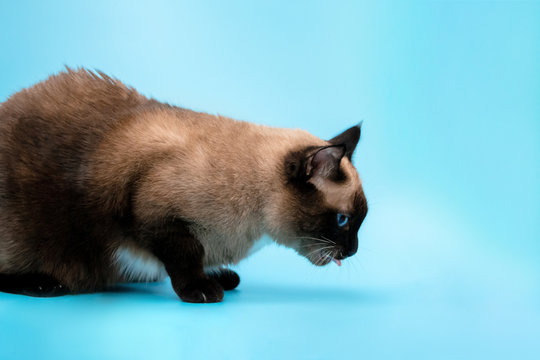 a full-length Siamese cat is sick on a blue background