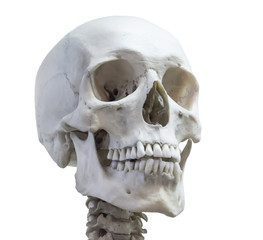 Human skull head on the neck of the spine isolated on a white background.