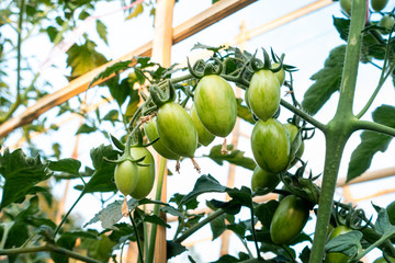 Ripe red and green tomatoes on tomato tree in the thai garden.