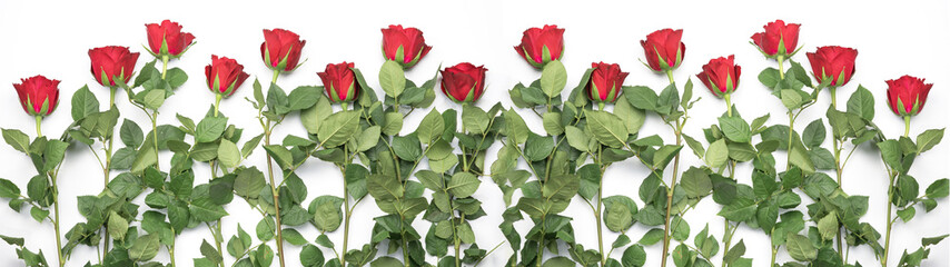  Red roses strung together isolated on white background banner panorama long