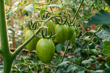Ripe red and green tomatoes on tomato tree in the thai garden.