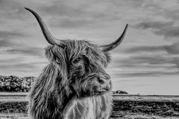 Close-Up Of Highland Cattle Standing On Land Against Sky