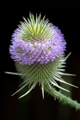 Closeup of Wild Teasel flowers (Dipsacus fullonum / sylvestris)
